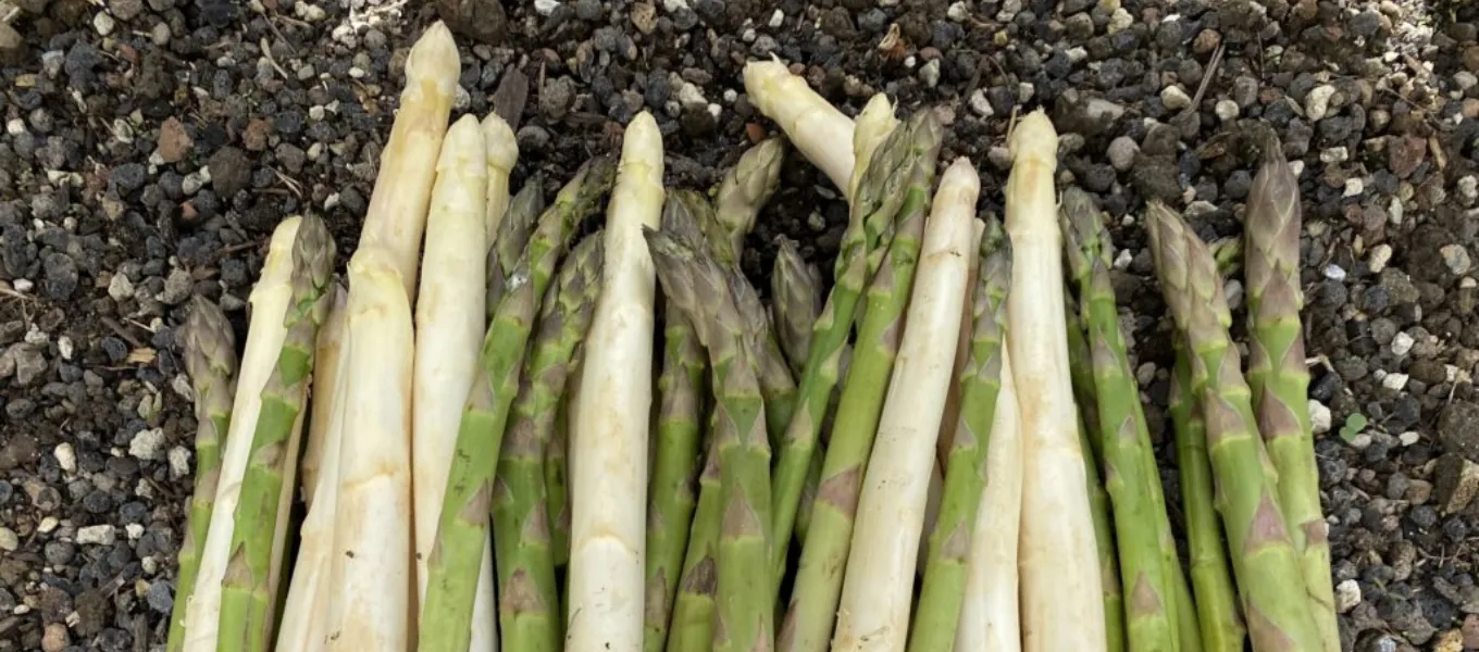 spargel