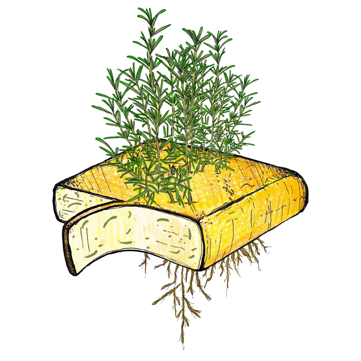 scheibe rosmarin raclette à 80g