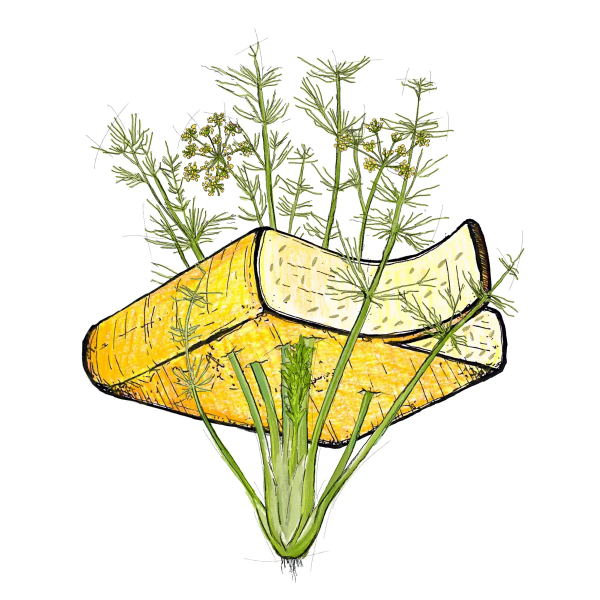 scheibe wildfenchel raclette à 80g